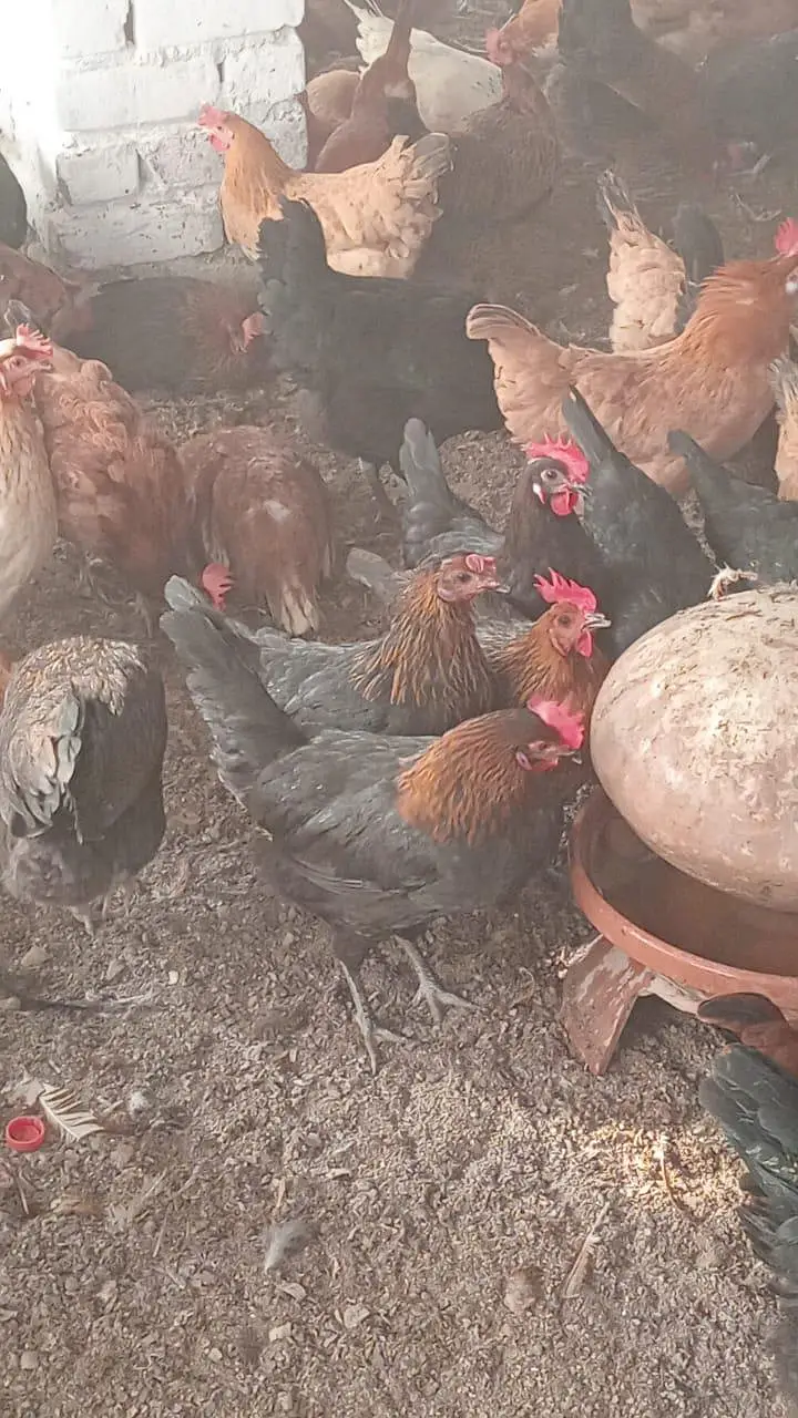 Egg laying hens available — photo 4