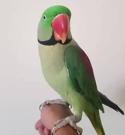 Kashmiri Raw Parrot Full Team