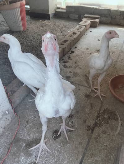 HERA ASEEL PAPER WHITE 1 MALE 2 FEMALE