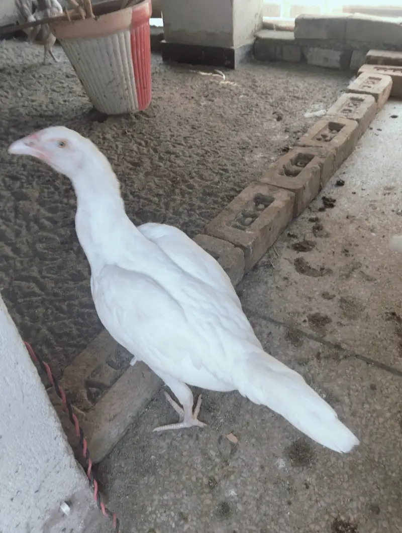 HERA ASEEL PAPER WHITE 1 MALE 2 FEMALE — photo 2