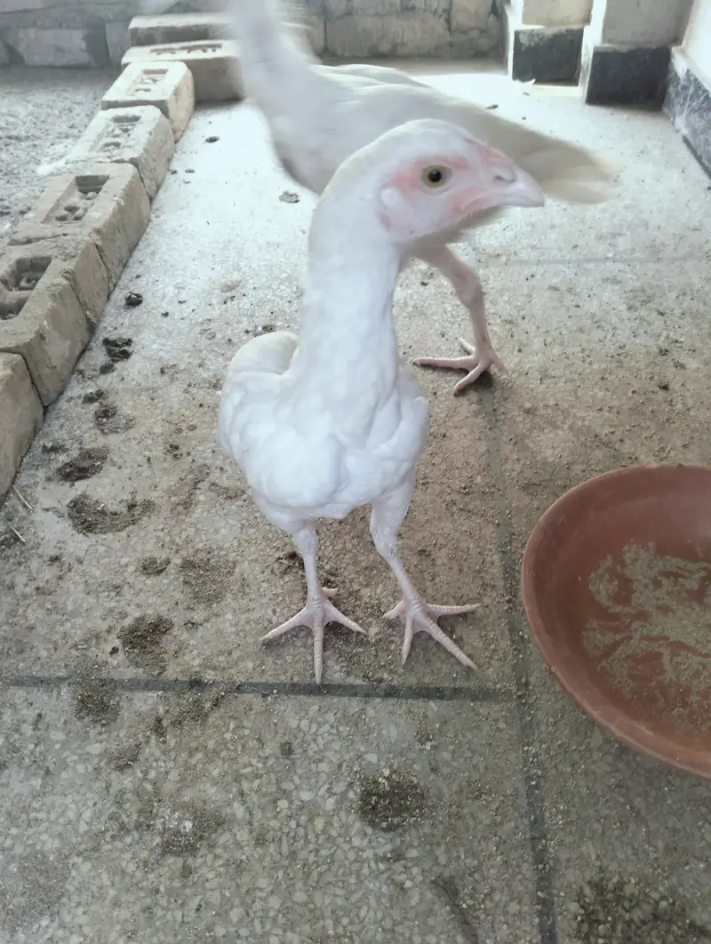 HERA ASEEL PAPER WHITE 1 MALE 2 FEMALE — photo 3