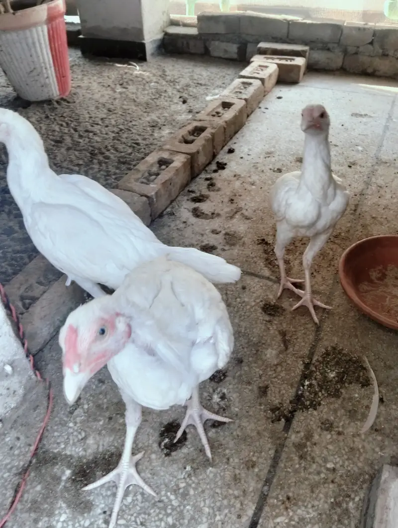 HERA ASEEL PAPER WHITE 1 MALE 2 FEMALE — photo 5