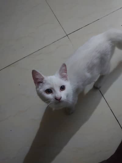 Persian white female cat 3 to 4 months old. . vaccinated