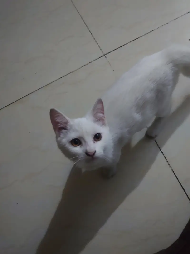 Persian white female cat 3 to 4 months old. . vaccinated