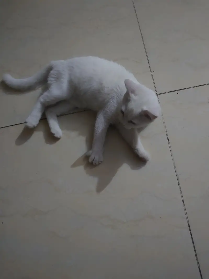 Persian white female cat 3 to 4 months old. . vaccinated — photo 2