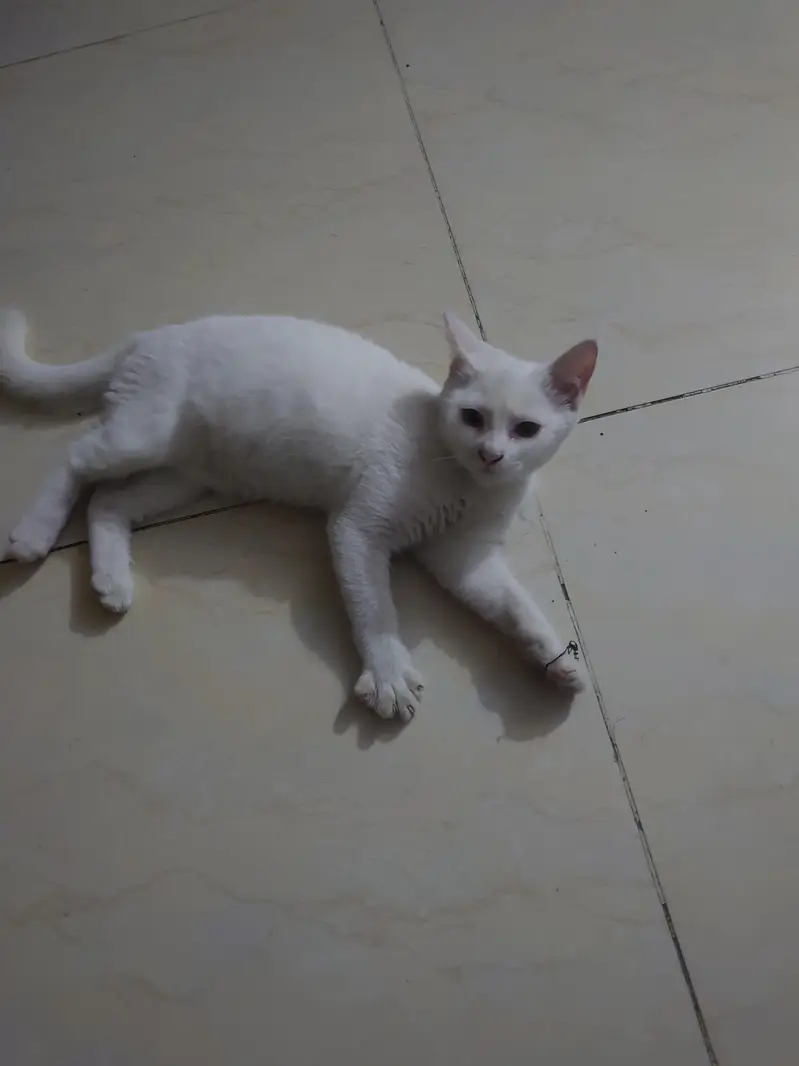 Persian white female cat 3 to 4 months old. . vaccinated — photo 3