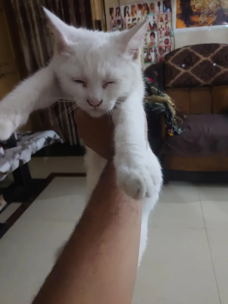Persian white female cat 3 to 4 months old. . vaccinated — photo 4