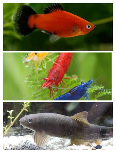 Aquarium Fish for Sale – Cherry Shrimps, Platies & Doctor Fish