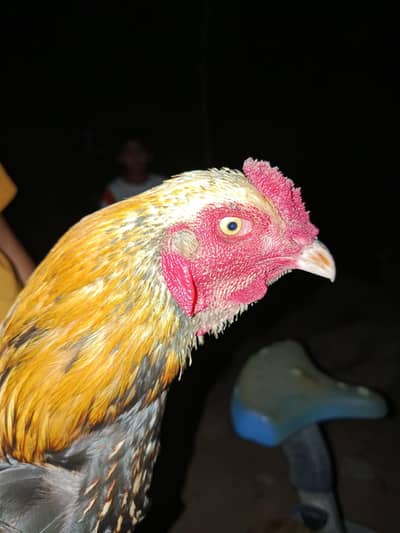 Gulwa rooster