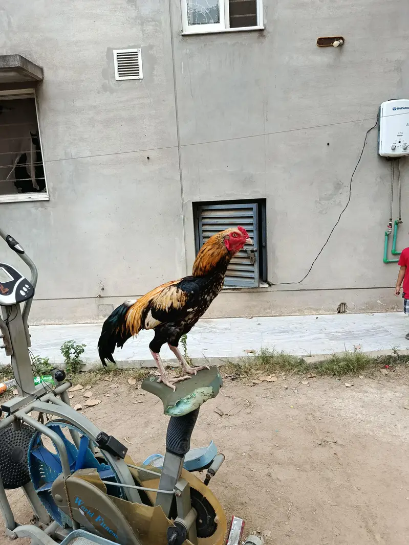 Gulwa rooster — photo 2
