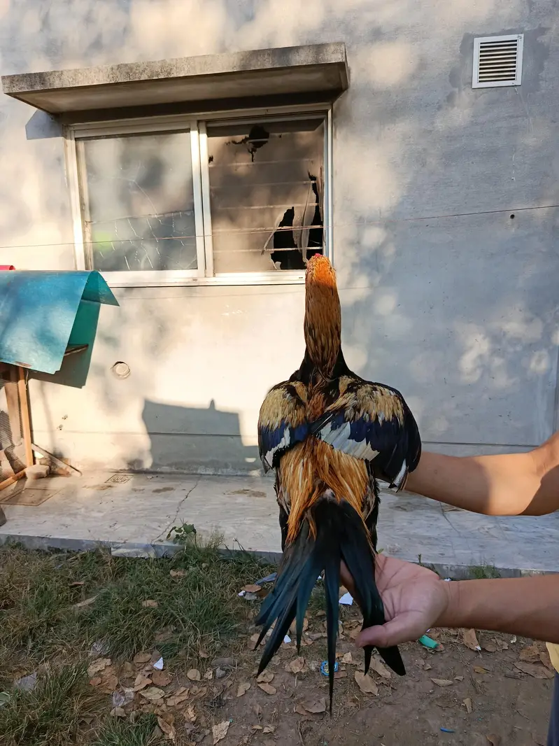 Gulwa rooster — photo 3