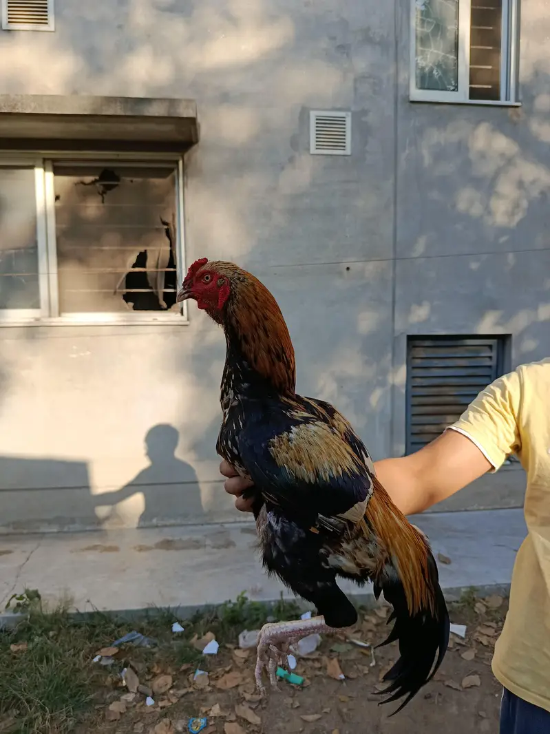 Gulwa rooster — photo 4