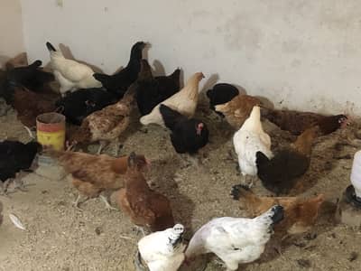 Golden misri available fully active  egg layer ha