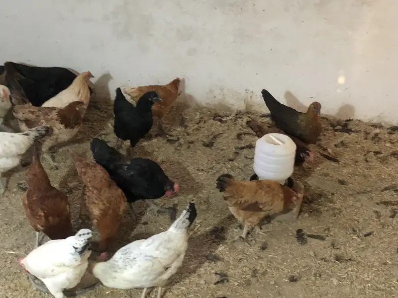 Golden misri available fully active  egg layer ha — photo 2