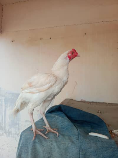 HEERA PATHA