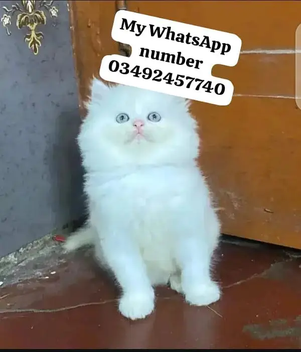 Persian cat 2month age for sale