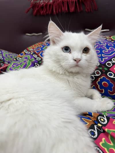 Odd Eyes Persian cat at breeding