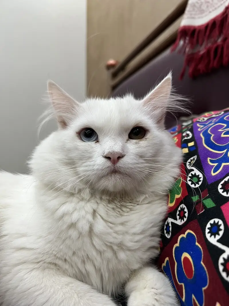 Odd Eyes Persian cat at breeding — photo 2