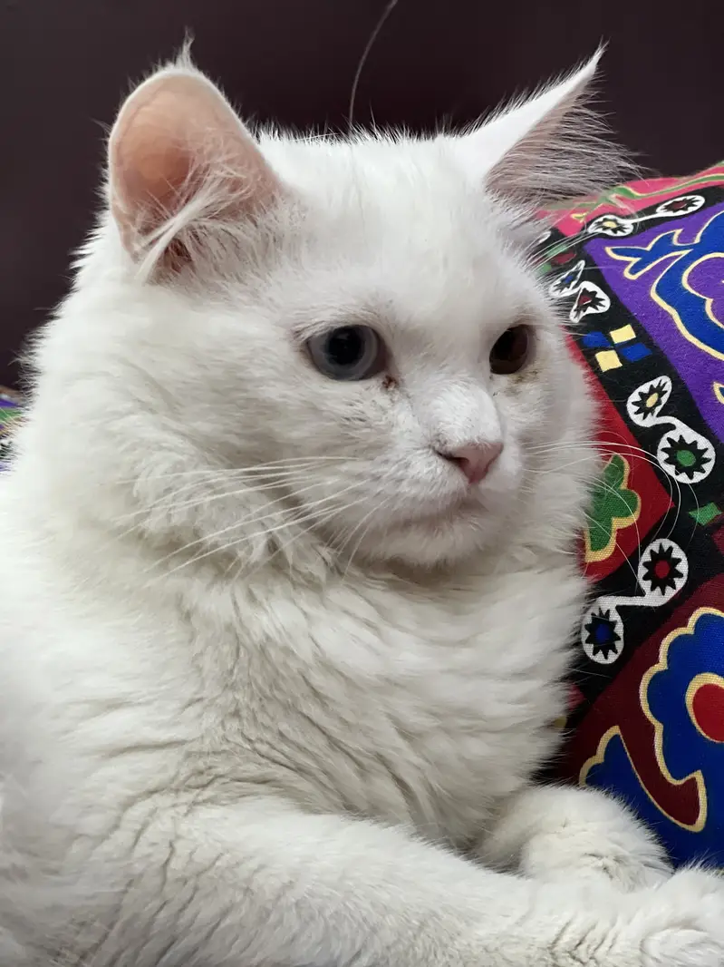 Odd Eyes Persian cat at breeding — photo 3