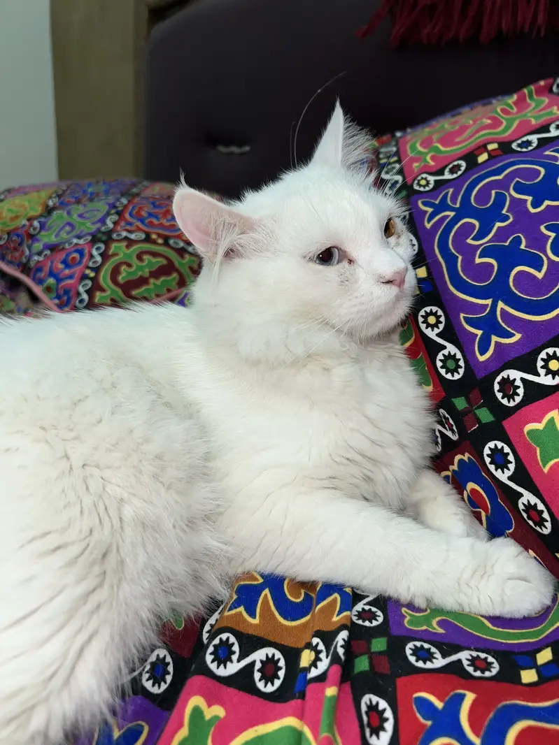 Odd Eyes Persian cat at breeding — photo 4