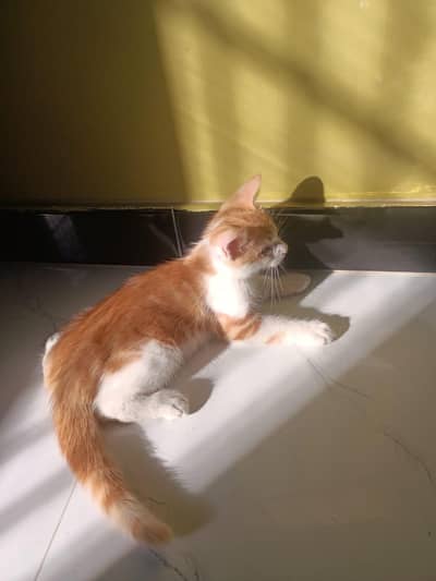 Persian kitten white and golden color