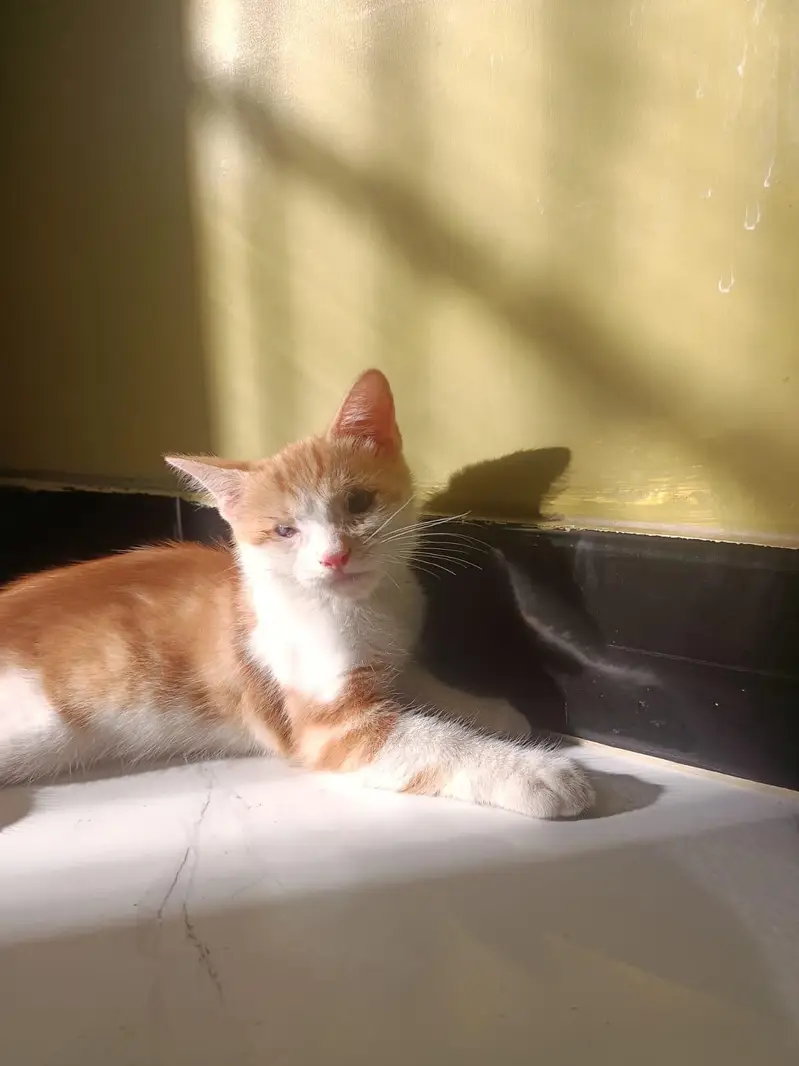 Persian kitten white and golden color — photo 2