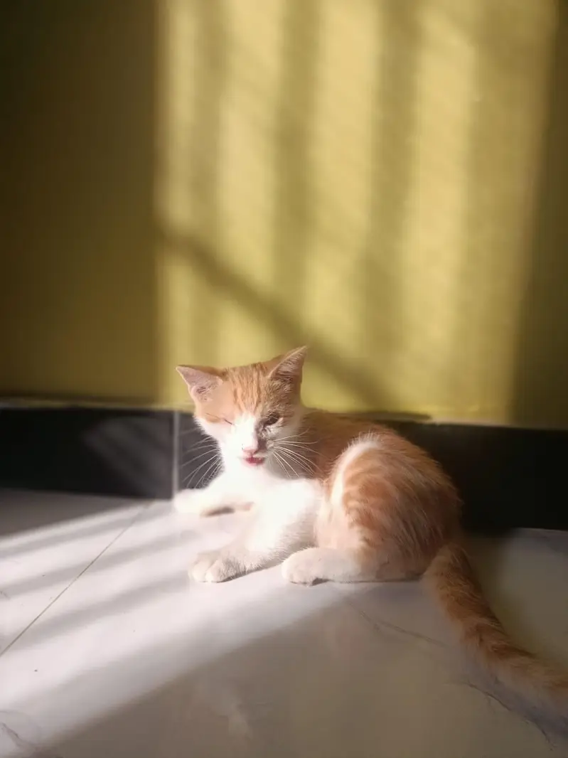 Persian kitten white and golden color — photo 3