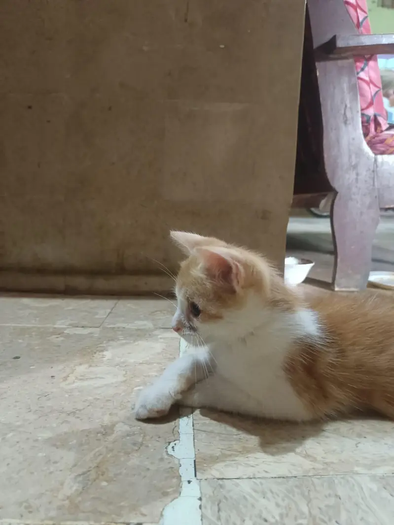 Persian kitten white and golden color — photo 4