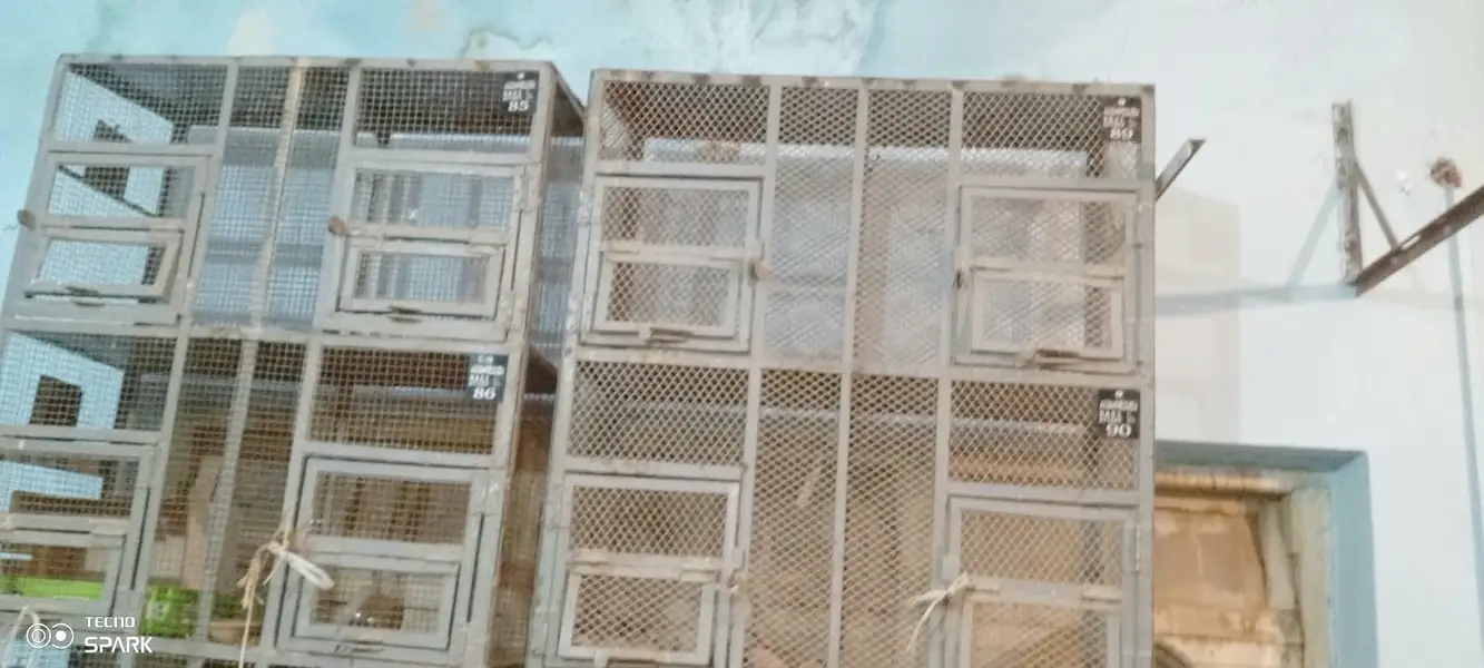 7Ft Heavy Steel Bird/Parrot Cage (Massive Build) — photo 2