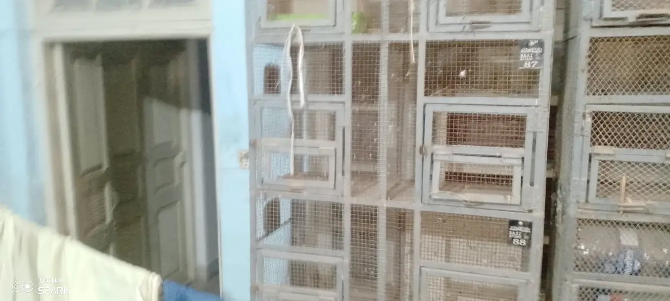 7Ft Heavy Steel Bird/Parrot Cage (Massive Build) — photo 3
