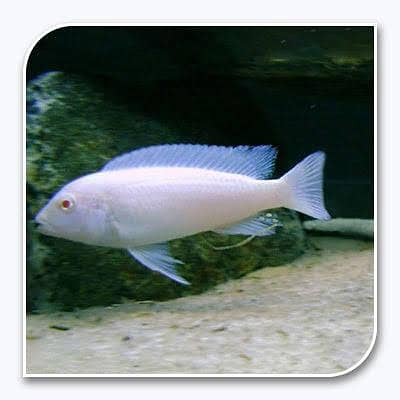 cichlid fish