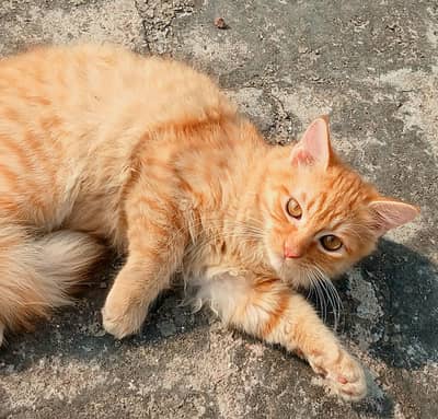 Cat For Sell
