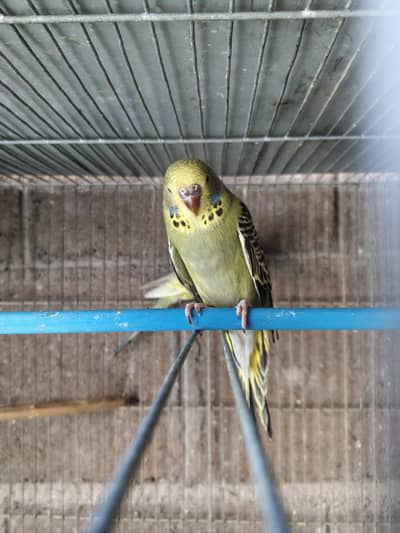 Green Undersize pair