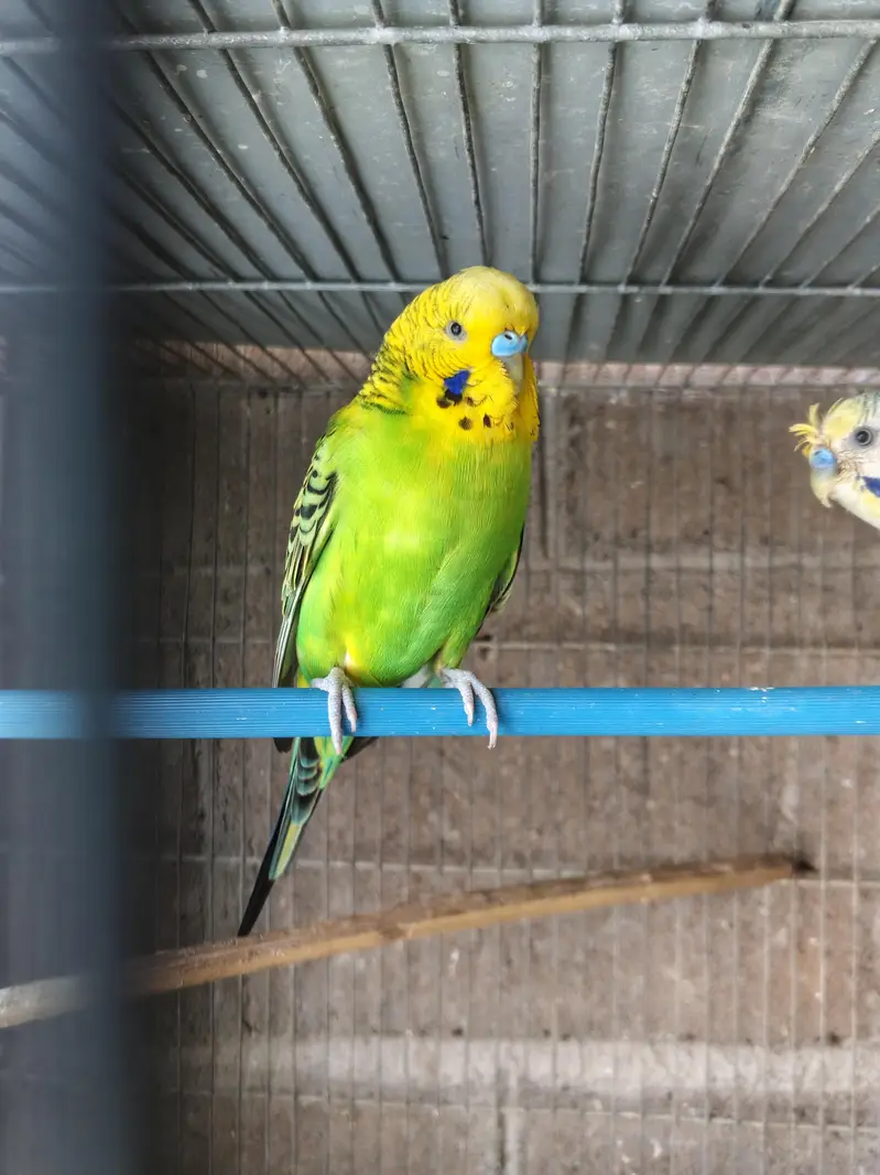 Green Undersize pair — photo 2