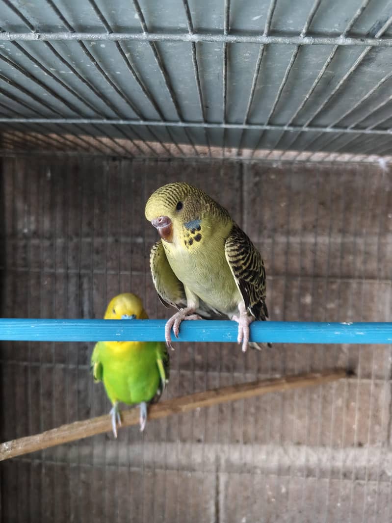 Green Undersize pair 2