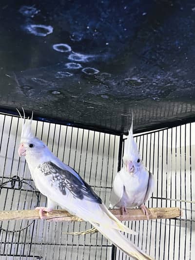 Jumbo Cocktail Breeder Pair for Sale with Chicks 