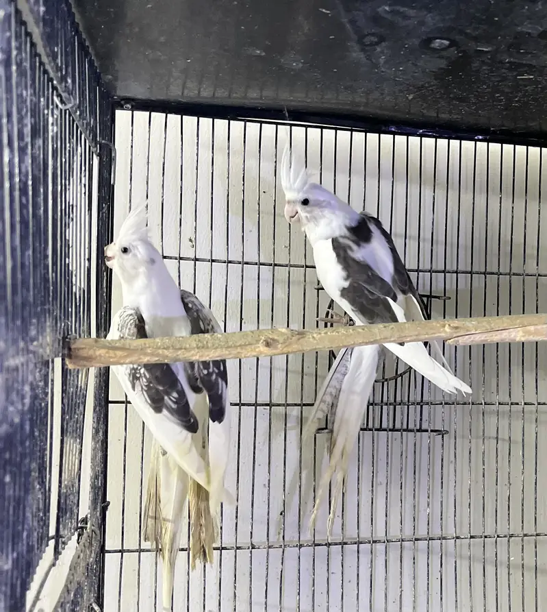 Jumbo Cocktail Breeder Pair for Sale with Chicks  — photo 2