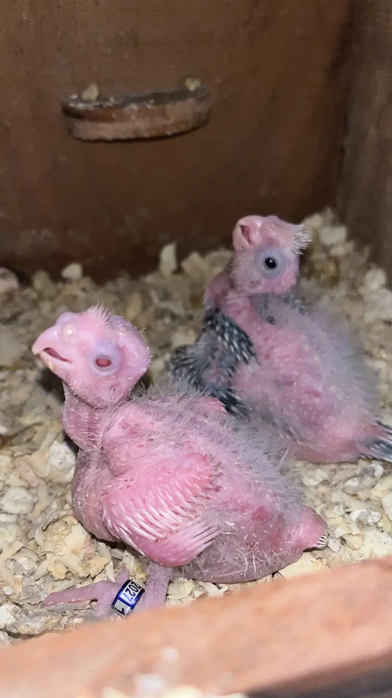 Jumbo Cocktail Breeder Pair for Sale with Chicks  — photo 3