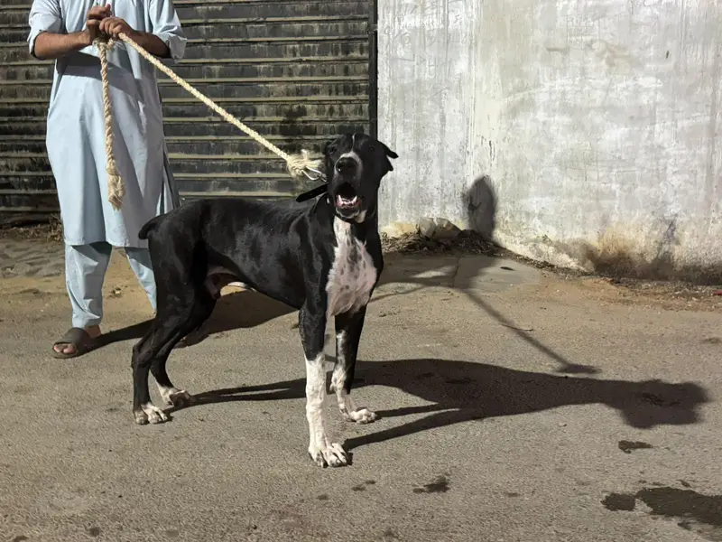 pak bully puppy dog — photo 2