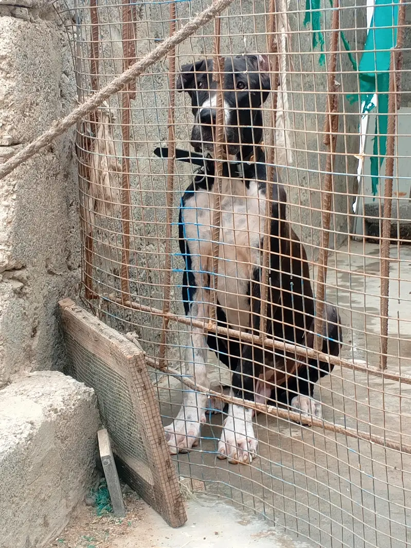 pak bully puppy dog — photo 3
