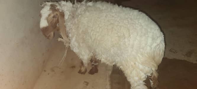 dumba for sell 60 kg