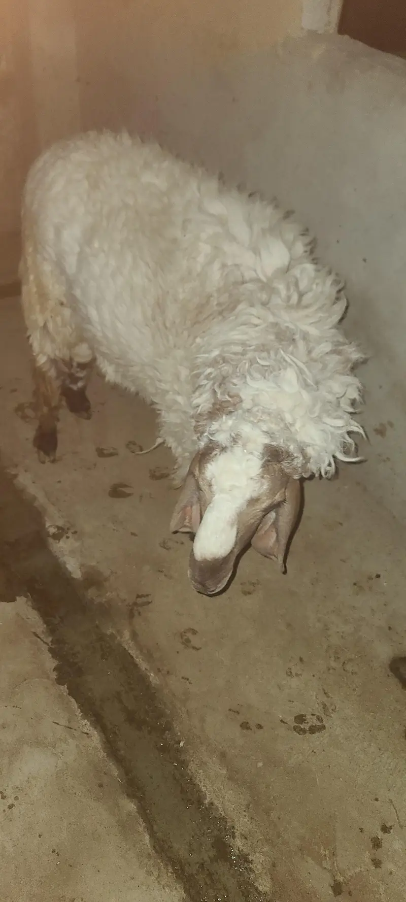dumba for sell 60 kg — photo 4