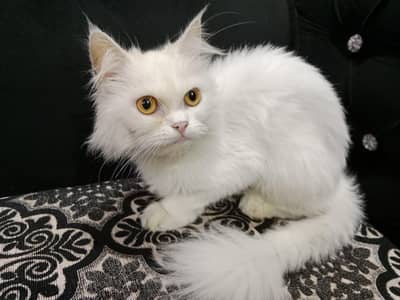 Persian female kitten