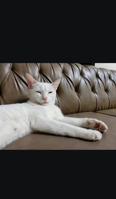white cat for sale