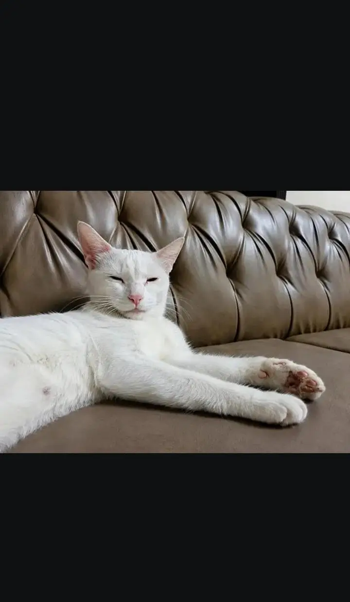white cat for sale