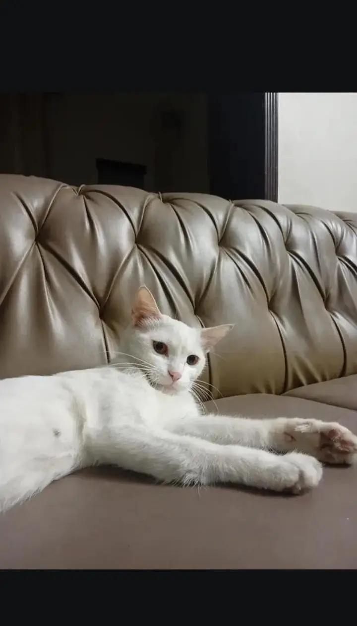 white cat for sale — photo 2