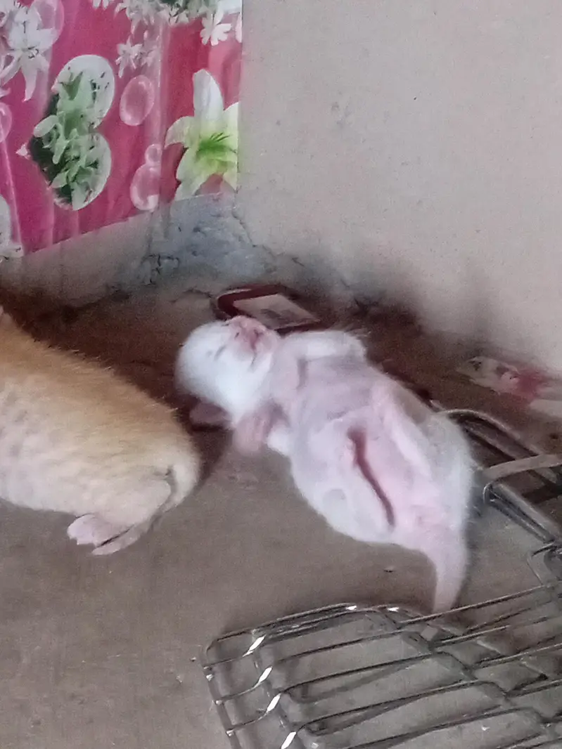 white cat for sale — photo 3