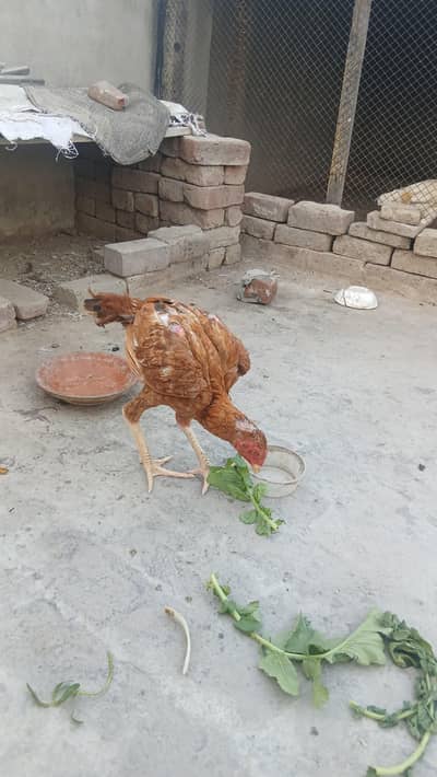 Peela patha for sale