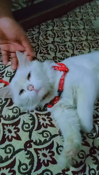 Cats,sales