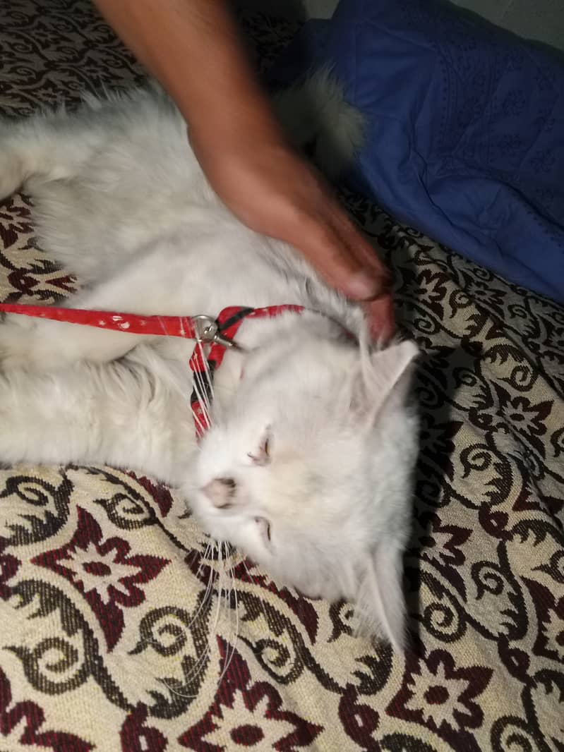 Cats,sales 1